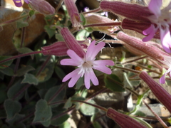 Silene foetida