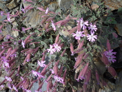 Silene foetida