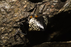Cypherotylus borgmeieri