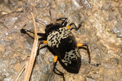 Cypherotylus borgmeieri