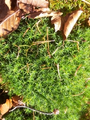 Bryophyta