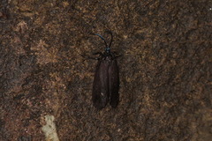 Urodidae