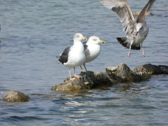 Larus fuscus