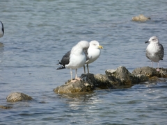 Larus fuscus