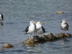 Larus fuscus