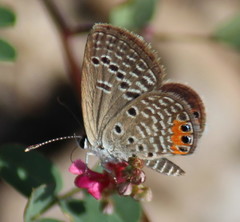 Freyeria trochylus