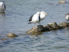 Larus fuscus