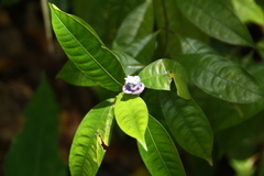 Psychotria urbaniana