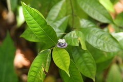 Psychotria urbaniana