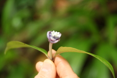 Psychotria urbaniana