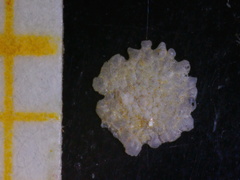 Planorbulina mediterranensis