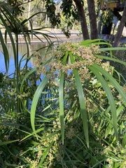 Cyperus alternifolius flabelliformis