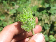 Malacothamnus densiflorus