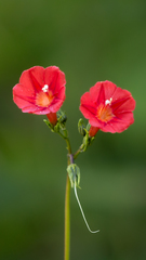 Ipomoea indivisa