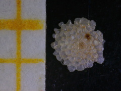 Planorbulina mediterranensis