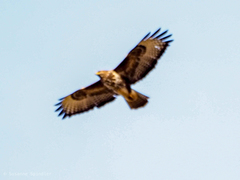 Buteo buteo