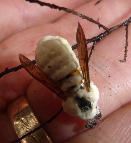 Beauveria bassiana image