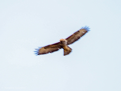 Buteo buteo
