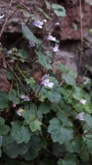 Cymbalaria muralis