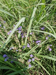 Scutellaria drummondii