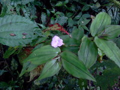 Tradescantia poelliae image