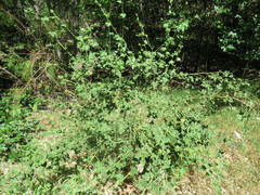 Malacothamnus densiflorus