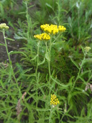 Achillea micrantha