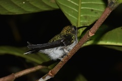 Campylopterus largipennis