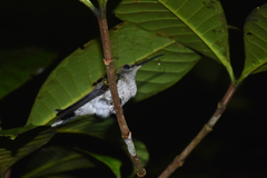 Campylopterus largipennis