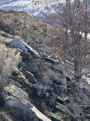 Marmota flaviventris