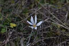 Colchicum hungaricum