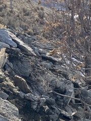 Marmota flaviventris