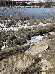 Marmota flaviventris