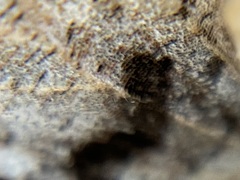 Hydriomena albifasciata