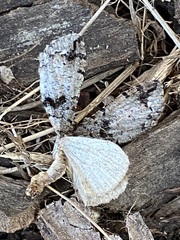 Hydriomena albifasciata