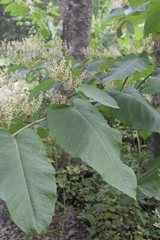 Reynoutria sachalinensis