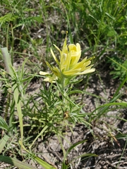 Castilleja citrina