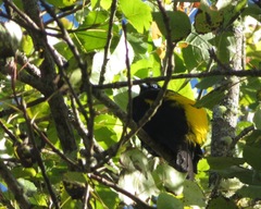 Cacicus chrysonotus