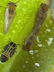 Ctenarytaina eucalypti