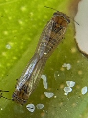 Ctenarytaina eucalypti