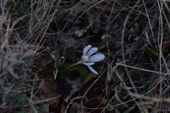 Colchicum hungaricum