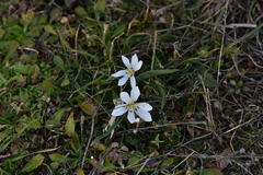 Colchicum hungaricum