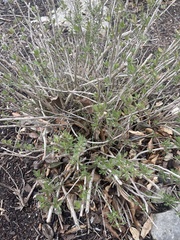 Aloysia gratissima