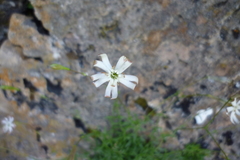 Silene saxifraga