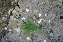 Silene saxifraga
