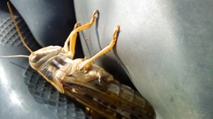 Schistocerca piceifrons