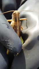 Schistocerca piceifrons