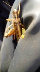 Schistocerca piceifrons