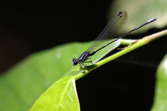 Argia oculata image