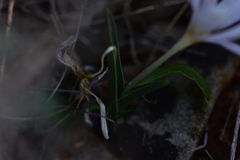 Colchicum hungaricum